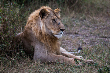 Löwe