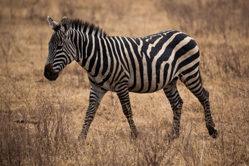 Plakat Zebra