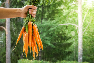 Hand holding a bundle of carrots. Concept for fresh vegetarian, organic raw food, farming and harvest. Background with copy space for text.