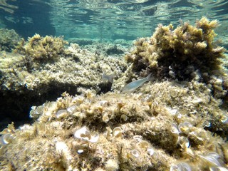 Buceando con peces