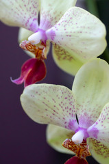 Fototapeta na wymiar Fleurs d'orchidée Phalaenopsis