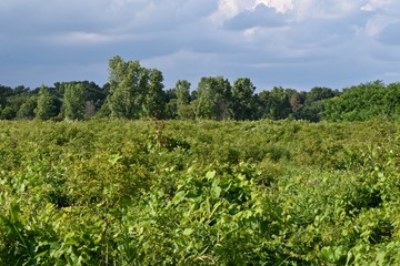 Fototapeta na wymiar landscape meadow lush summer greens field