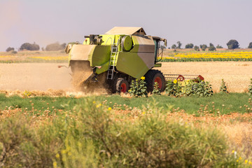 Fototapeta premium Harvester collecting wheat in summer