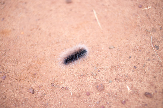 caterpillar to butterfly
