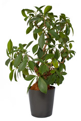 Bonsai Ficus Ginseng in Blumentopf