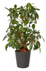 Bonsai Ficus Ginseng in Blumentopf