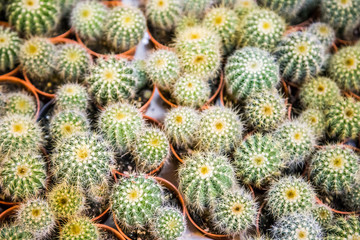 Fototapeta premium little cactus in market