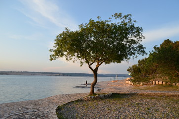 Pieknie zagospodarwoana kamienna plaża w Chorwacji, Istria