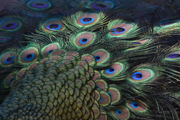 Obraz premium Peacock Tail Shimmering
