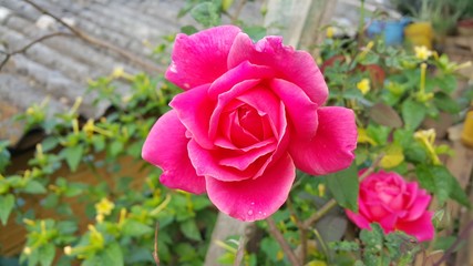 ROSA