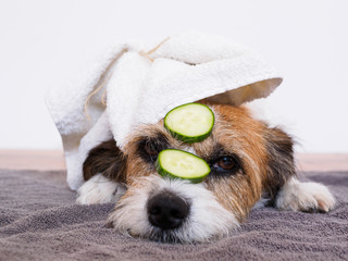 Hund mit Handtuch auf dem Kopf und Gurkenscheiben auf den Augen, Humor, Sauberkeit, Fellpflege
