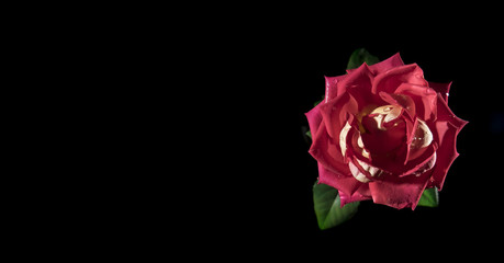 rose on black background top view

