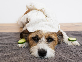 Hund mit Handtuch auf dem Kopf und Gurkenscheiben auf den Pfoten, Humor, Wellness, Sauberkeit