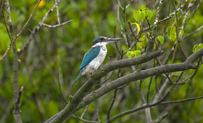 Proud Kingfisher