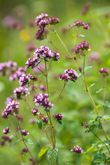 Oregano (Origanum vulgare)