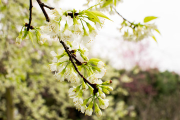Wild Himalayan Cherry is Beautiful White and rare.