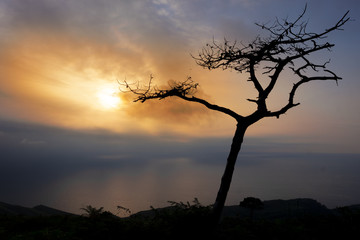 Tree against the light at sunset over the sea on Mount Jaizkibel, Basque Country
