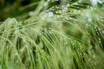 The leaves of the grass after rain and drops of water.