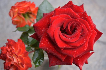 florecer de una rosa