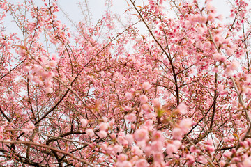 Wild Himalayan Cherry is very beautiful. Flowering only winter.