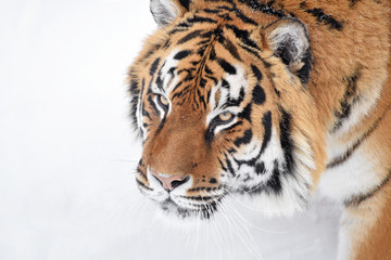 Close up portrait of Siberian tiger in winter snow