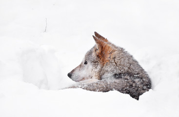 Naklejka premium Grey wolf resting in deep snow winter den lair