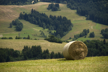 hay in field