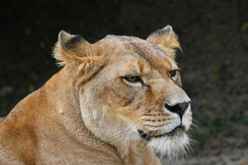 Obraz na płótnie Canvas Close up portrait of female African lioness