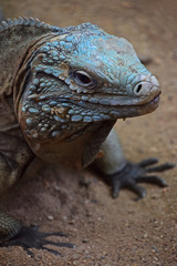Close up portrait of blue iguana