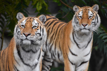 Close up portrait of two Amur tigers