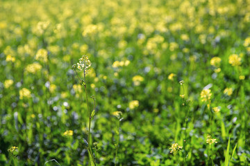 Field of blooming rapeseed