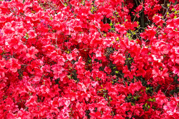 Rhododendron red flowers in spring, Lombardy, Italy