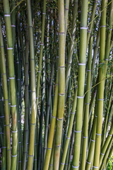 bamboo tree trunks, tropical forest