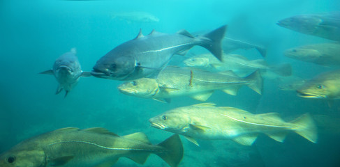 Sea cod fishes floating under water in aquarium