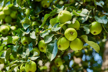 green ripe apples on a branch