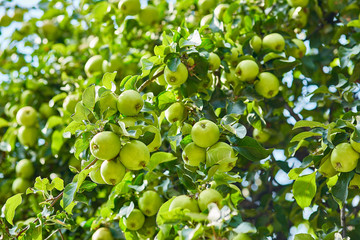 green ripe apples on a branch