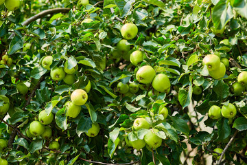 green ripe apples on a branch