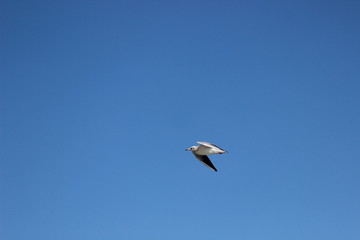 Möwe im Himmel