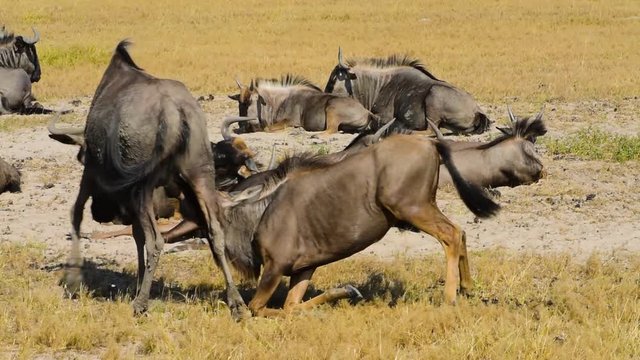 Large wildebeest calf sucking mothers for milk