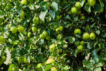 green ripe apples on a branch