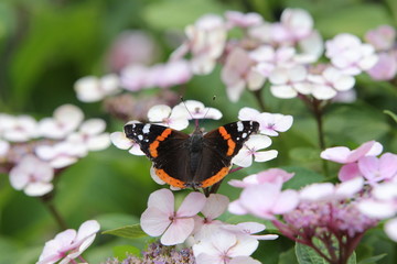 Admiral auf einer Hortensienblüte sitzend