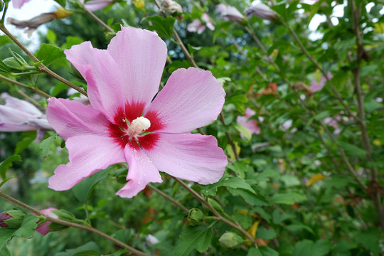 Flower of pink hibiscus on bush close-up.