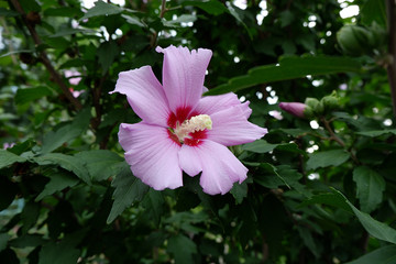 A flower of a lilac hibiscus on a bush close-up.