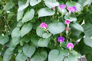 Ipomoe or twisted panchychi, curly garden flowers with large leaves. A bush of purple and pink convolvulus flowers.