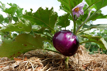 Violet eggplant on a flowering bush. Mulched aubergine bush. Straw in the garden under the plant. Organic vegetable production.