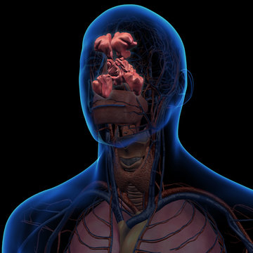 Sinus Anatomy in Man's Head on Black