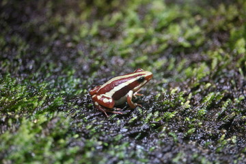 Giftfrosch