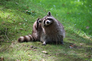 Waschb&auml;r juckts