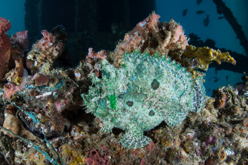 Marble-Mouthed Frogfish in Raja Ampat