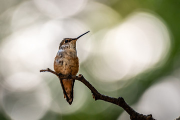 Rufous Humminfbird Resting in the Colville National Forest. Washington, State.